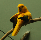 Golden_Conure