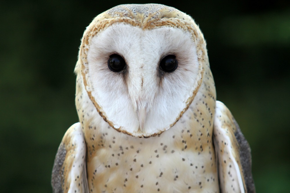 barn-owl-web.jpg (1000×667)