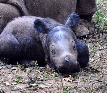 Sumatran Rhino Baby