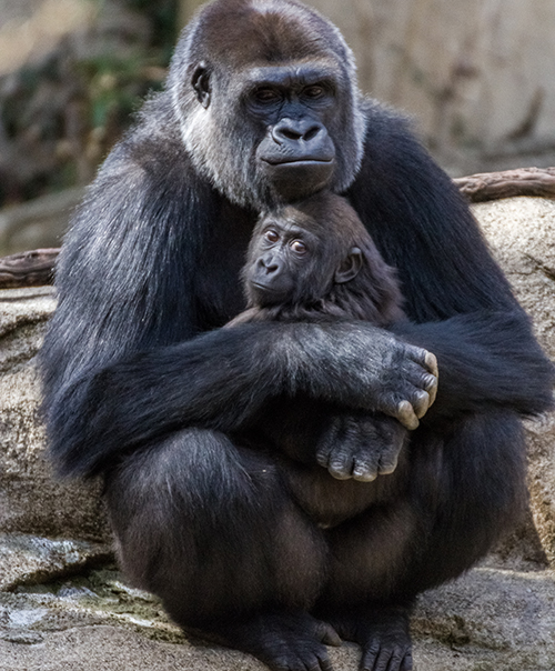 Image result for mother's day at cincy zoo