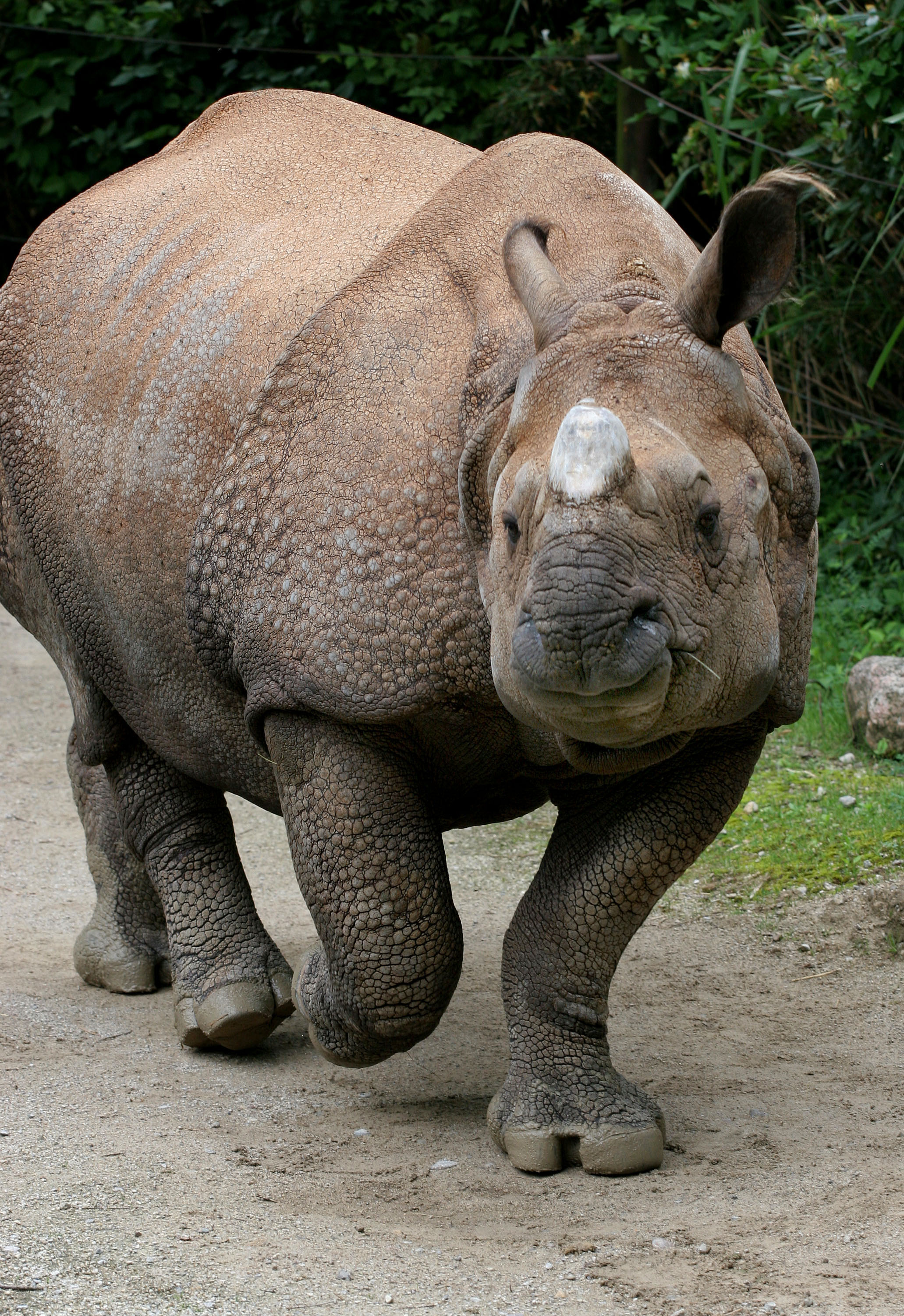 Cincinnati Zoo Mourns Loss of Indian Rhino - The Cincinnati Zoo