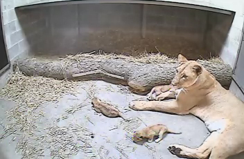 It’s Official! African Lion Cubs Are Here - Cincinnati Zoo & Botanical