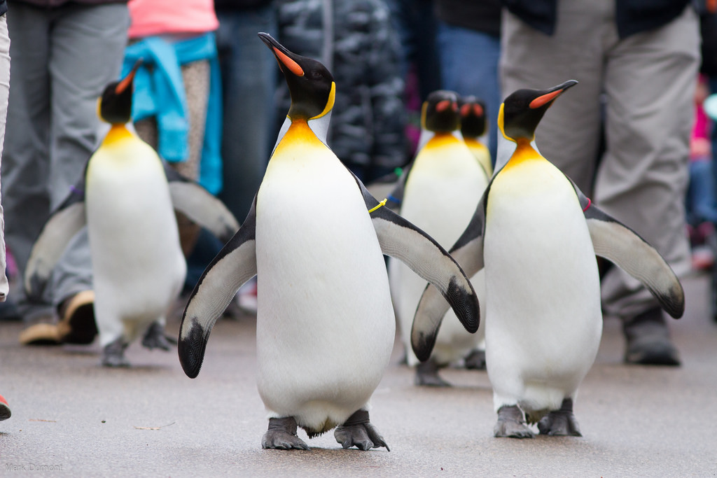 Penguin Days - Cincinnati Zoo & Botanical Garden