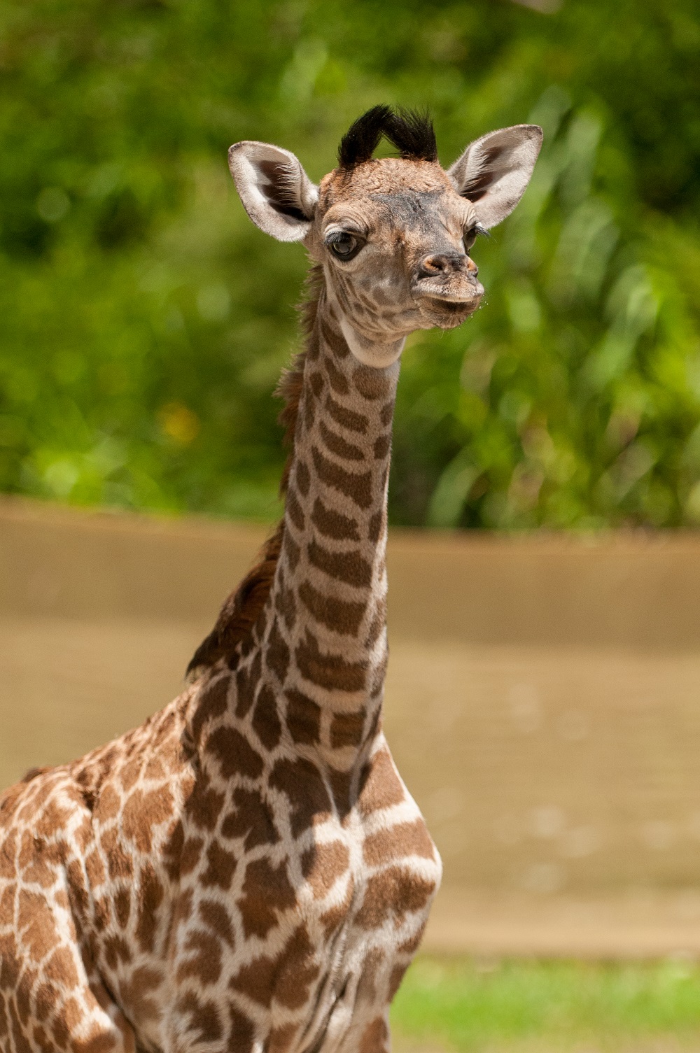 Zoo Babies - The Cincinnati Zoo & Botanical Garden