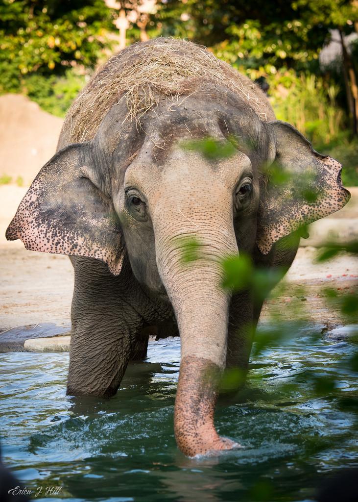 mai thai elephant in water