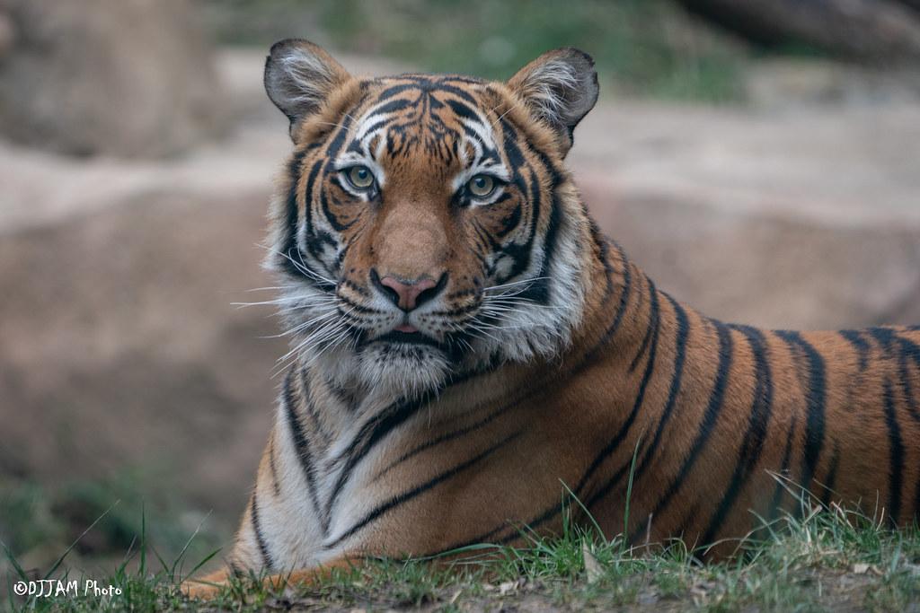 Siberian Tigers - Cat Tales Wildlife Center