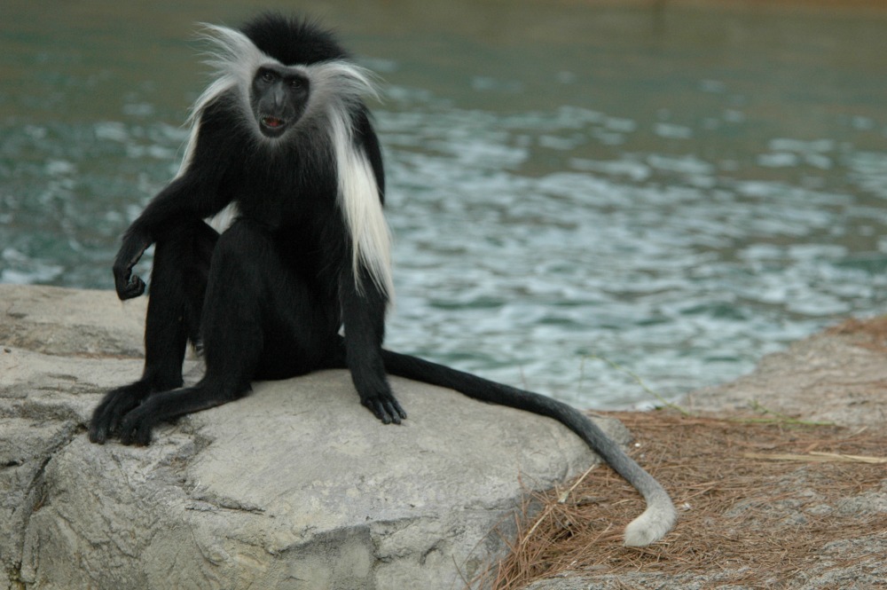 Front View of Angolan Colobus Monkey sitting