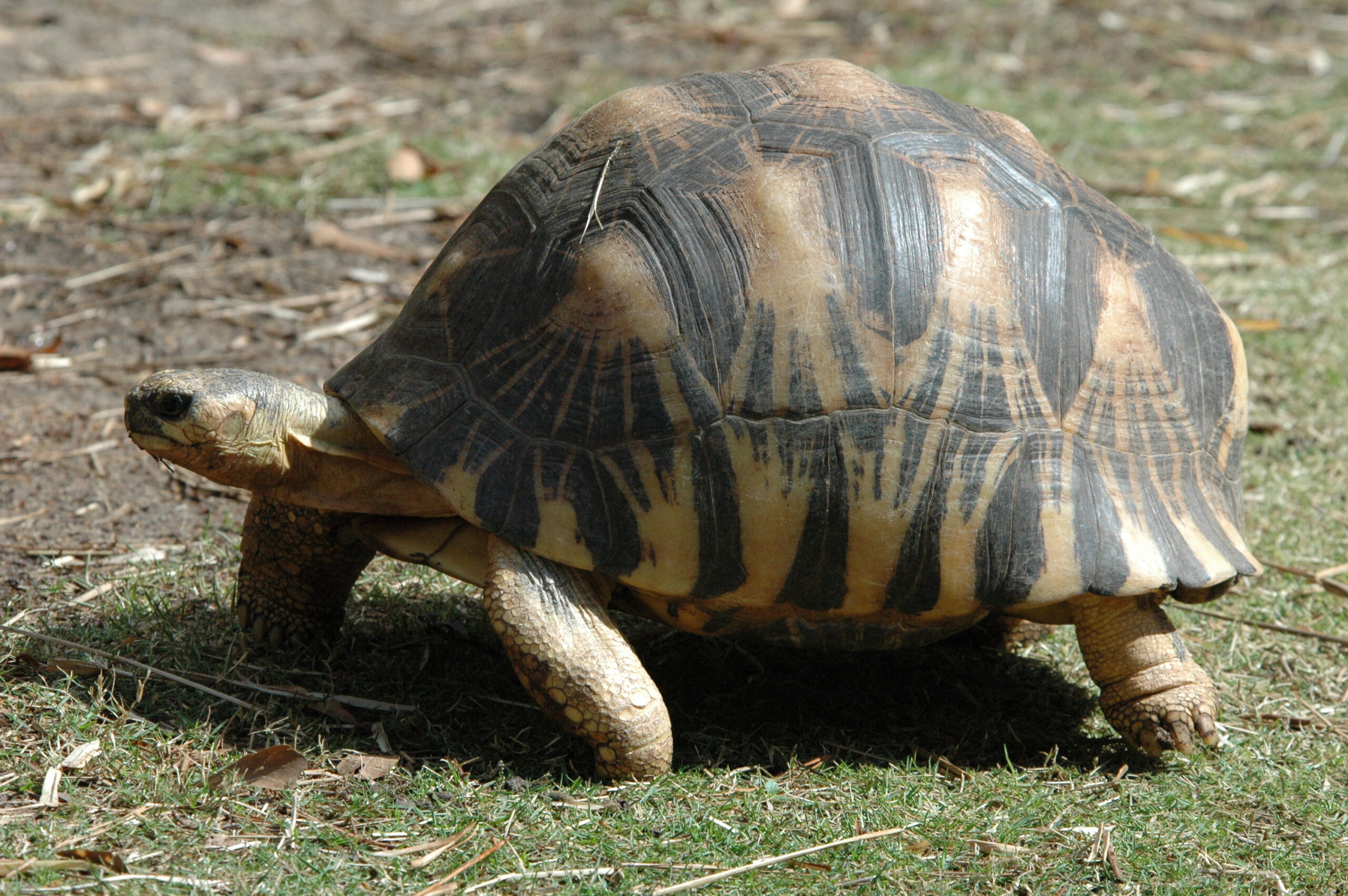 side view of a Radiated Tortoise walking