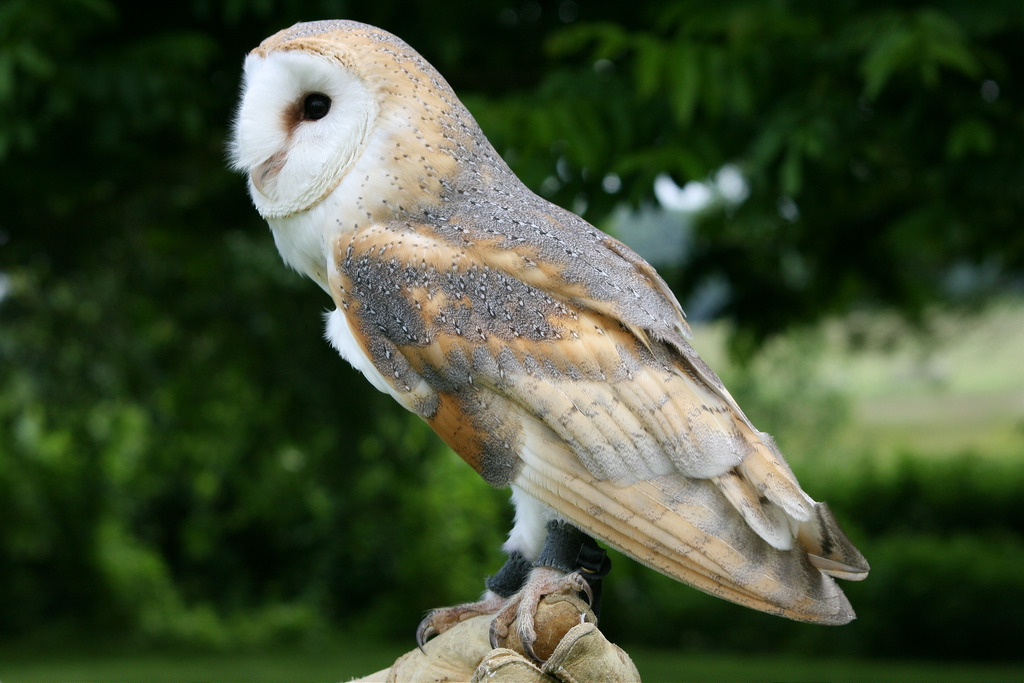 Side view of a Barn Owl