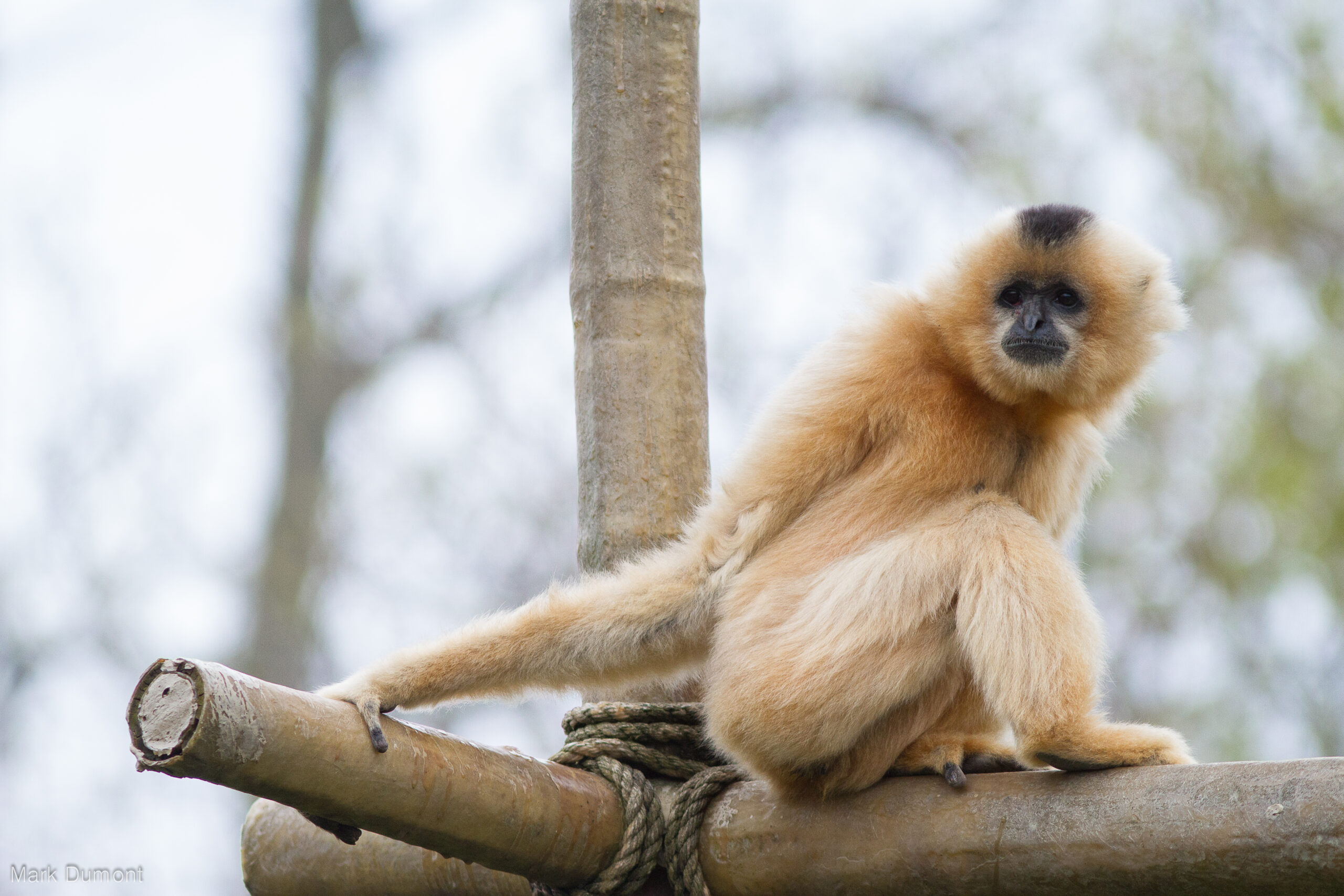 side view of buff cheeked gibbon