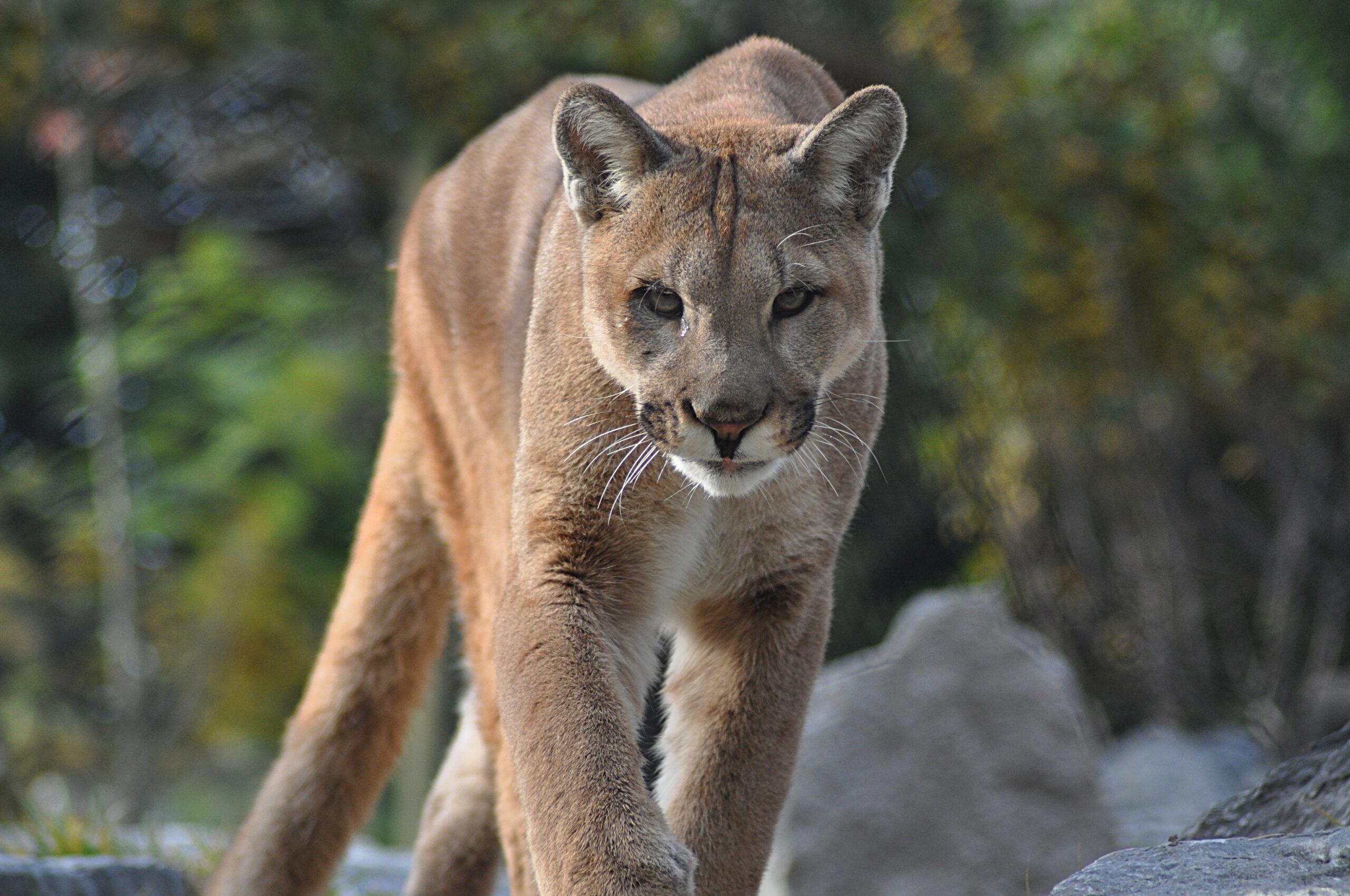 Front View of a Cougar Walking