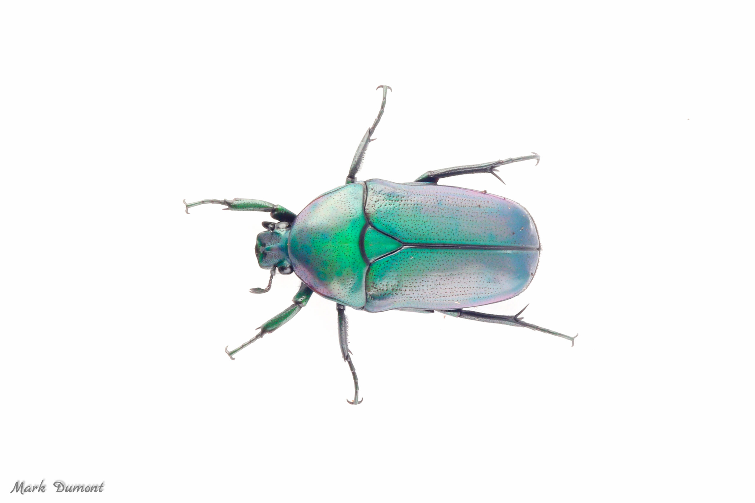 https://cincinnatizoo.org/wp-content/uploads/2011/02/emerald-beetle2-scaled.jpg