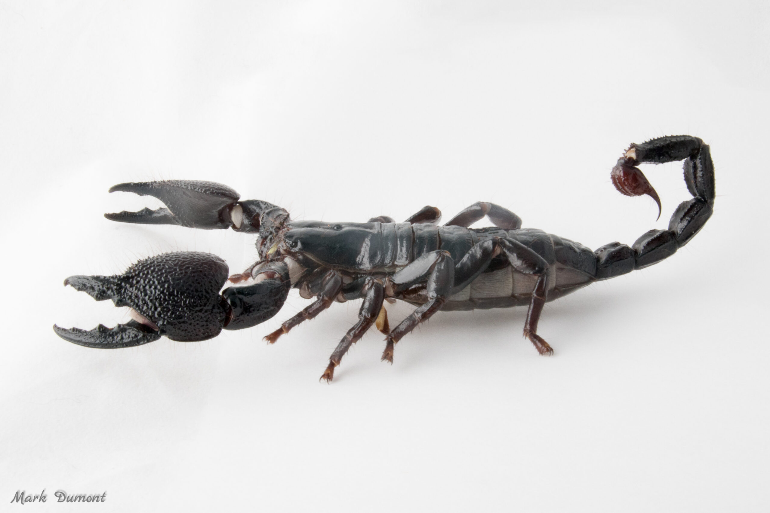 https://cincinnatizoo.org/wp-content/uploads/2011/02/emperor-scorpion-1-scaled.jpg