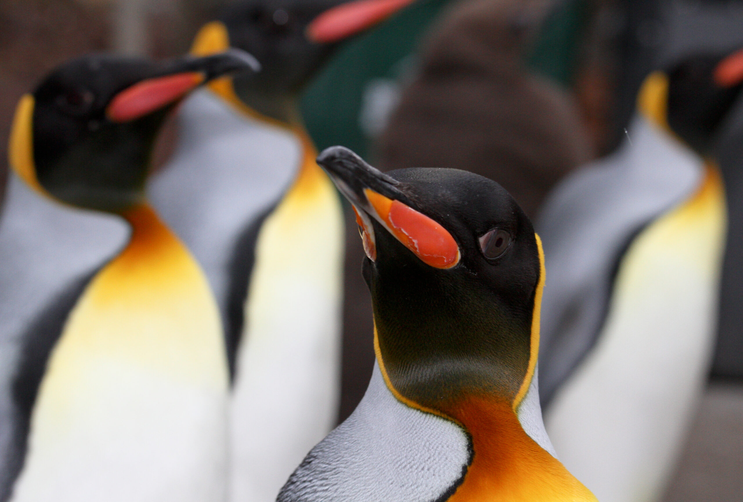 Front view of a King Penguin