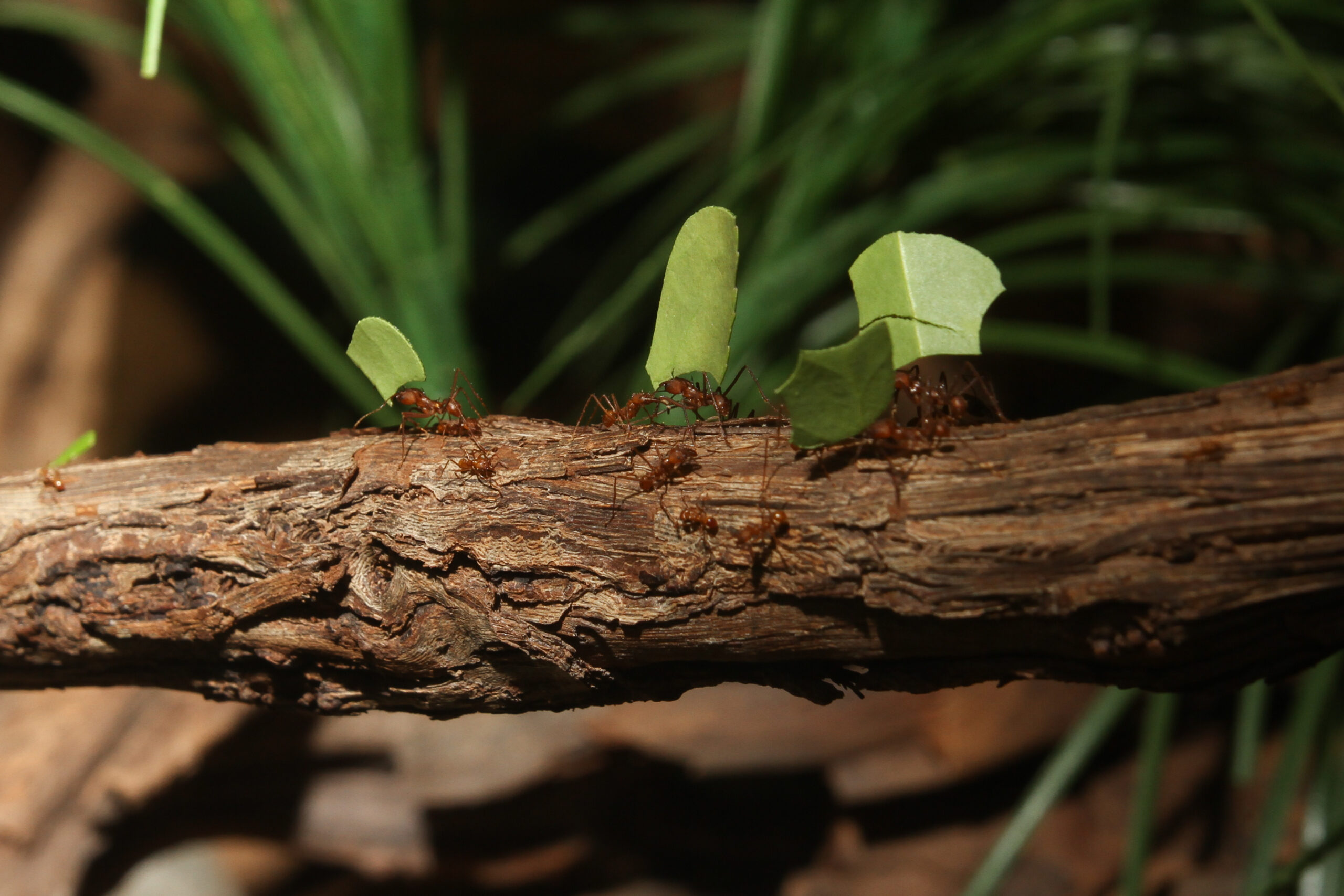 group of leaf cutter ants carrying leaves