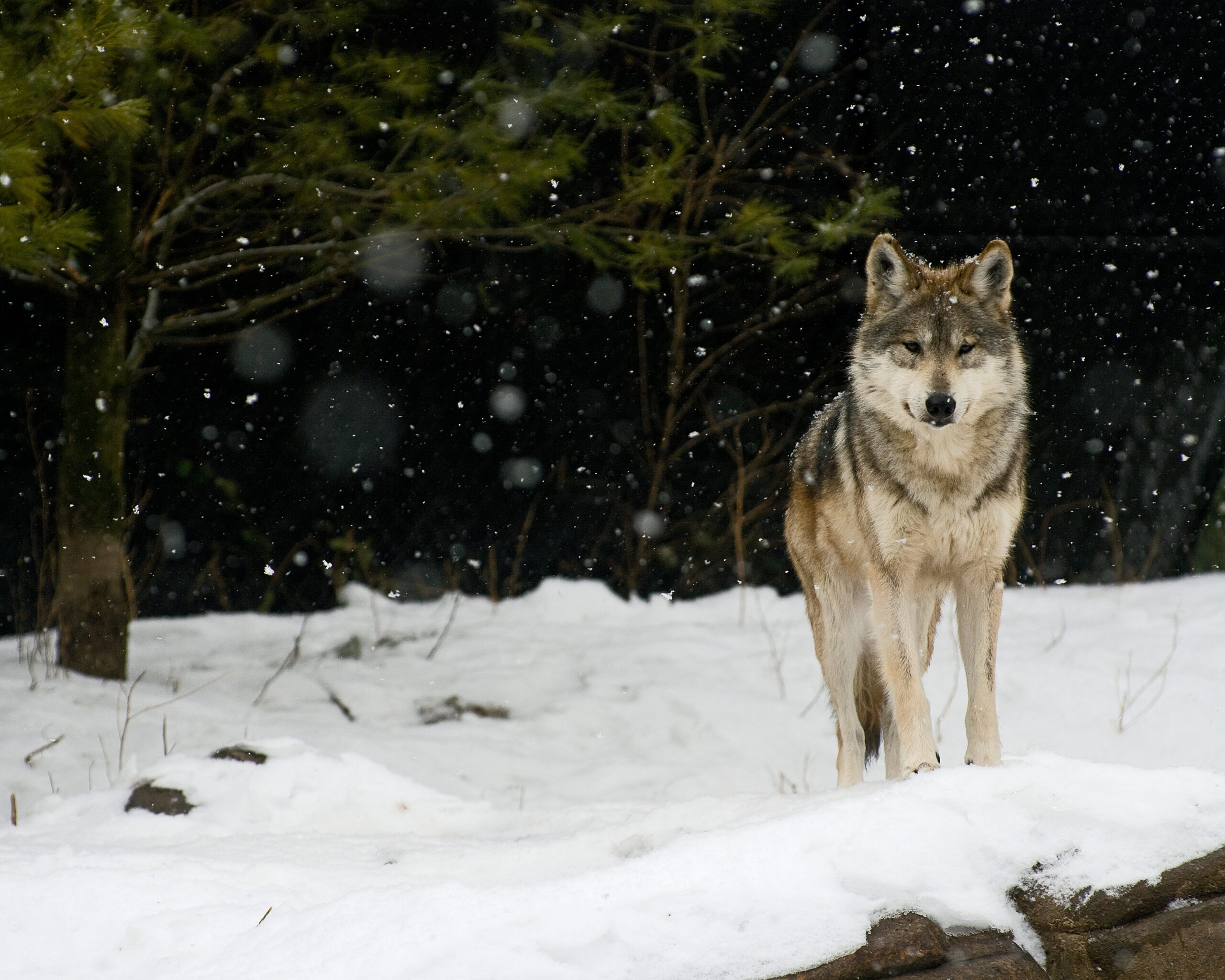 Front view of Mexican Wolf in the snow