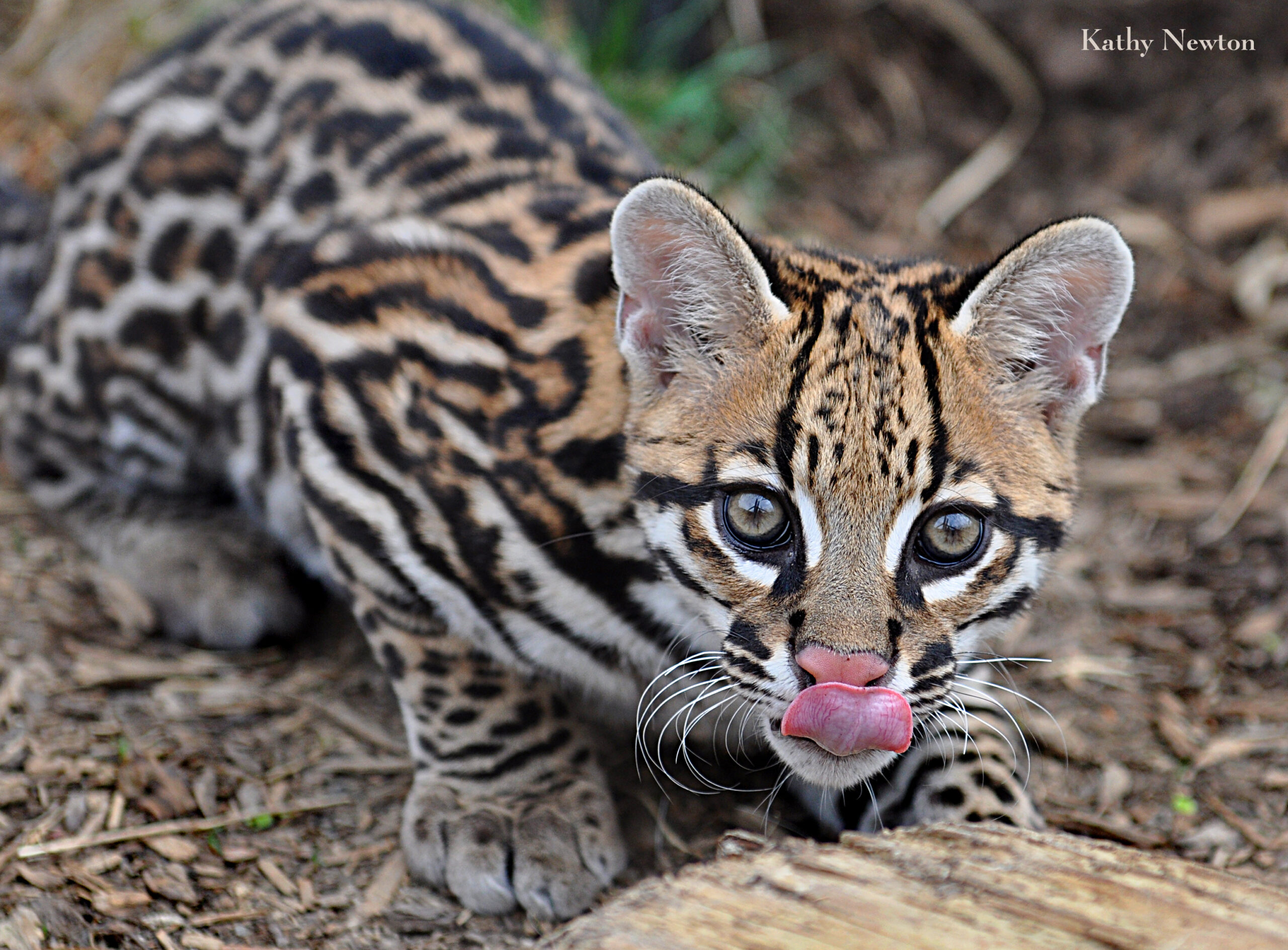 front view of an ocelot licking its lips