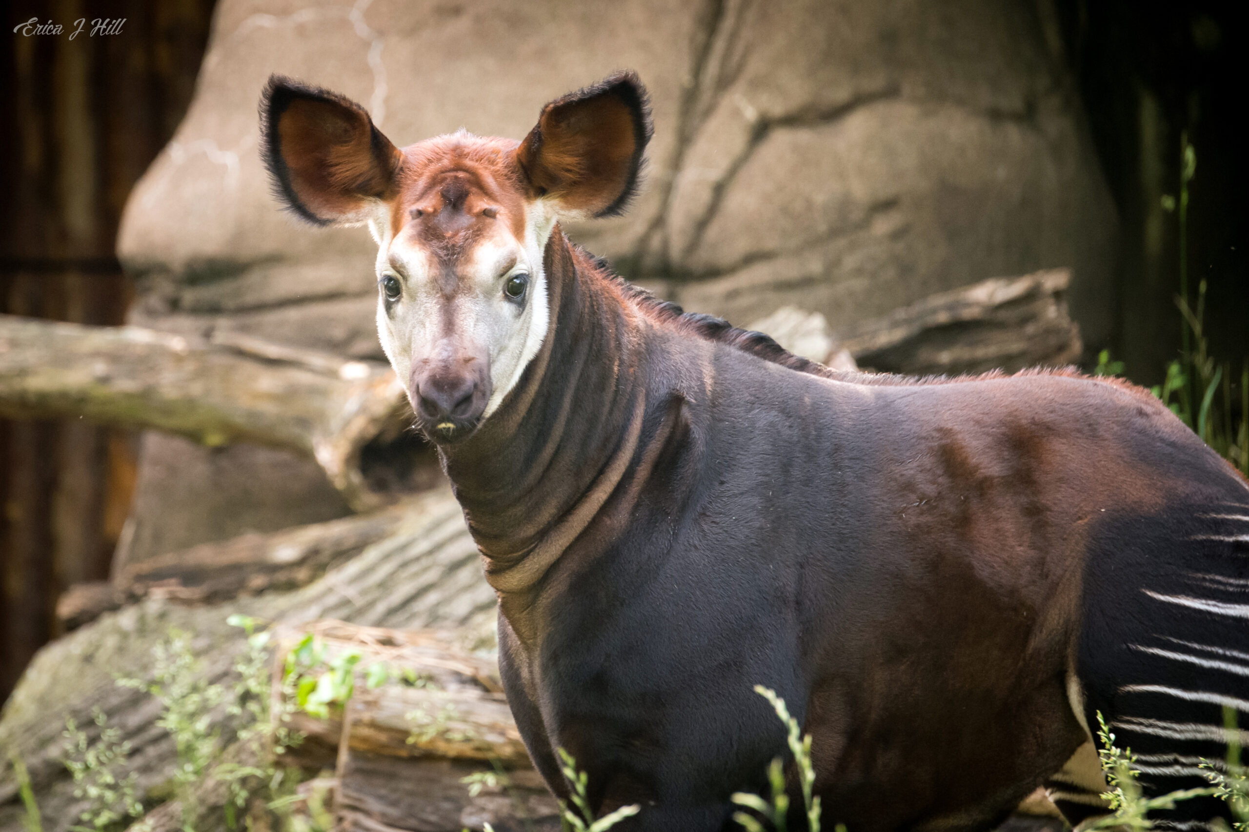front view of an okapi