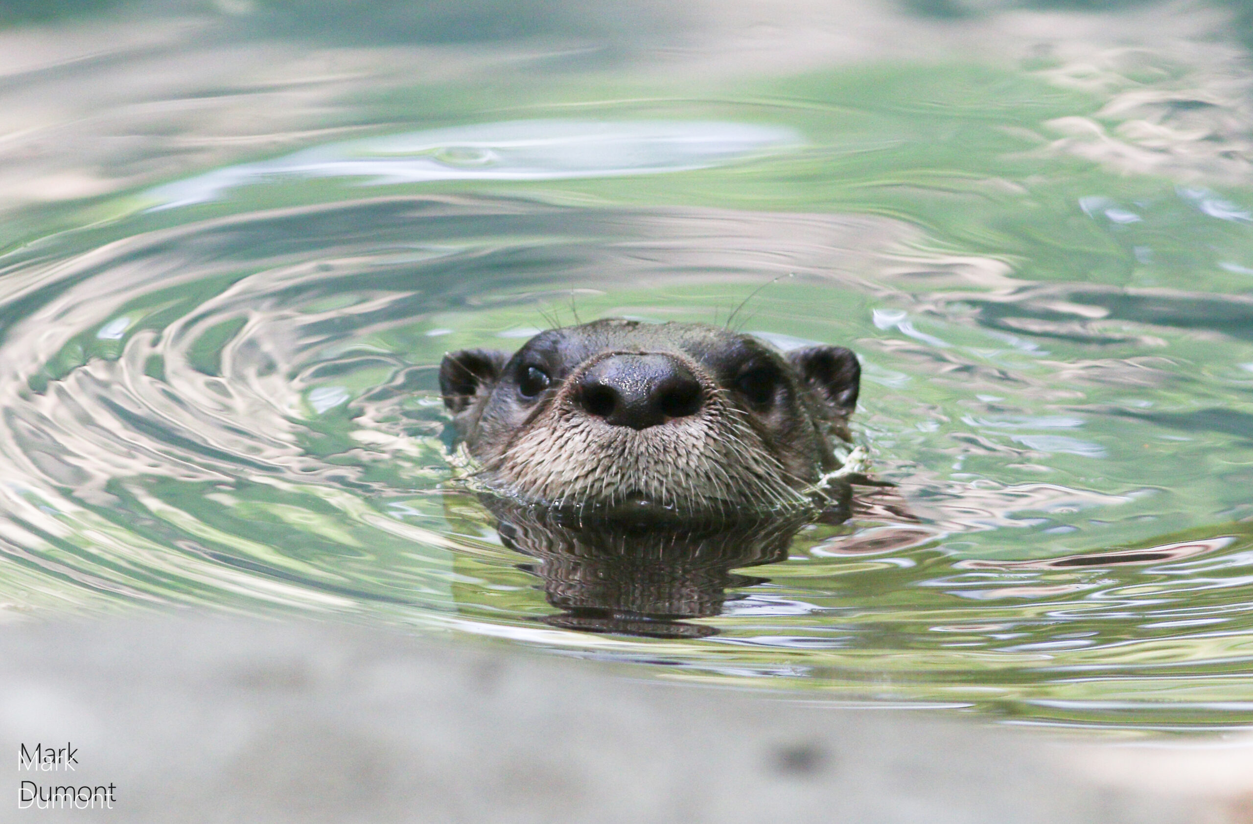 an otter swimming in his pool