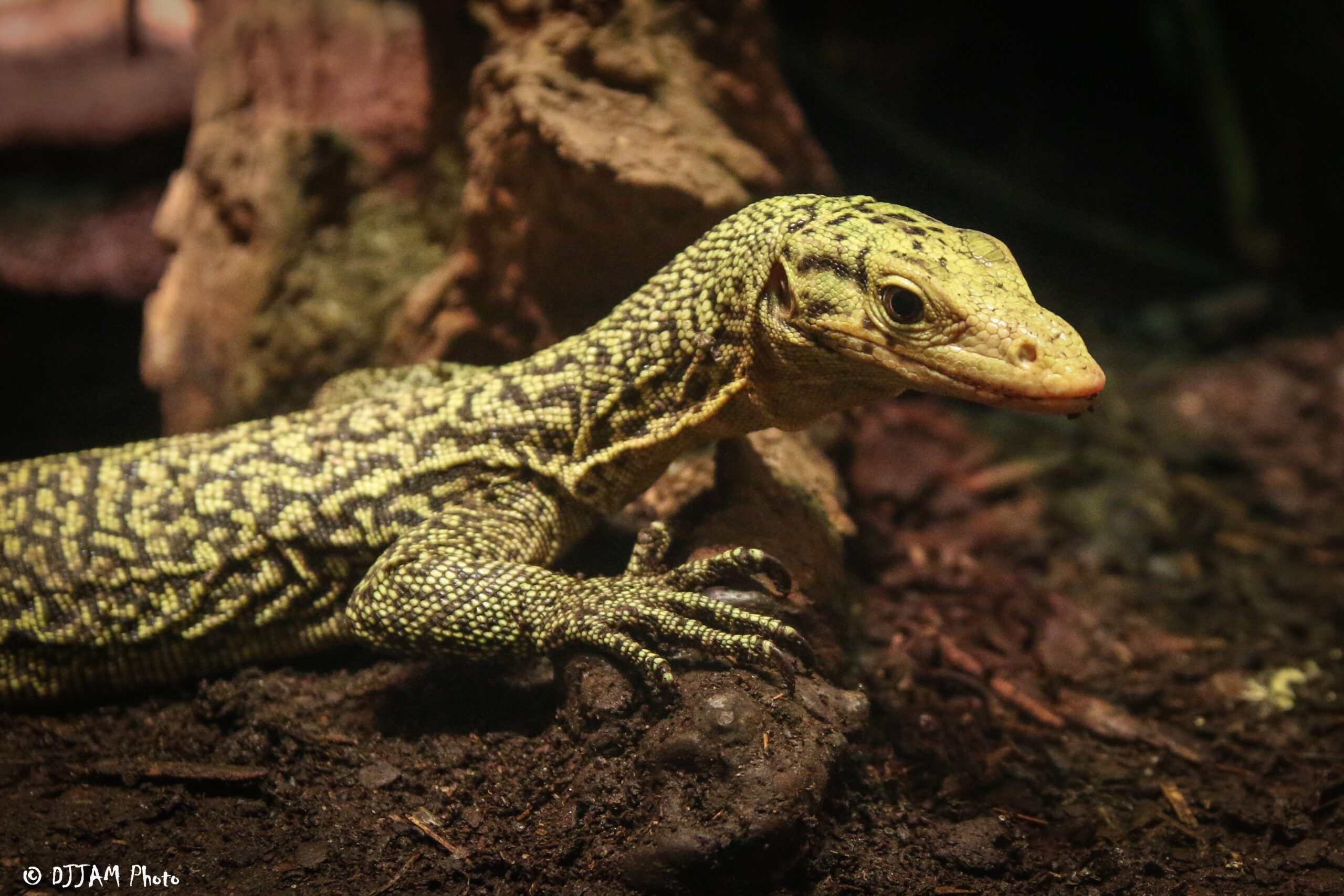 Side view of Quince monitor