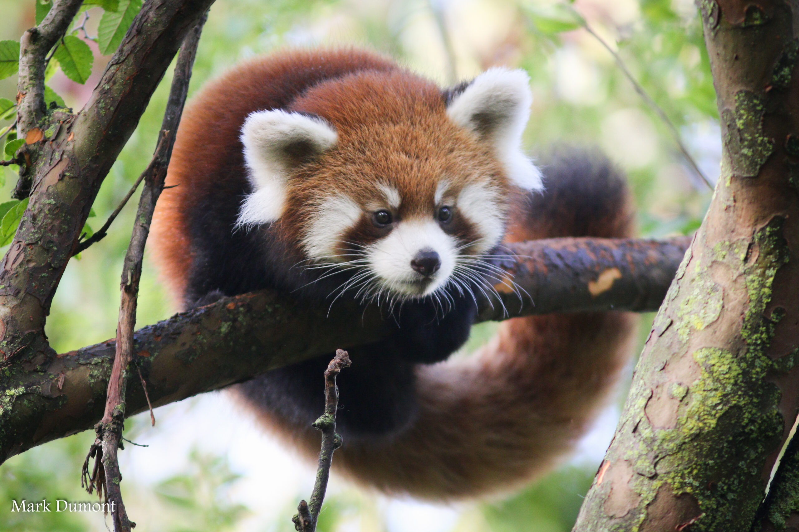 a red panda climbing on a branch