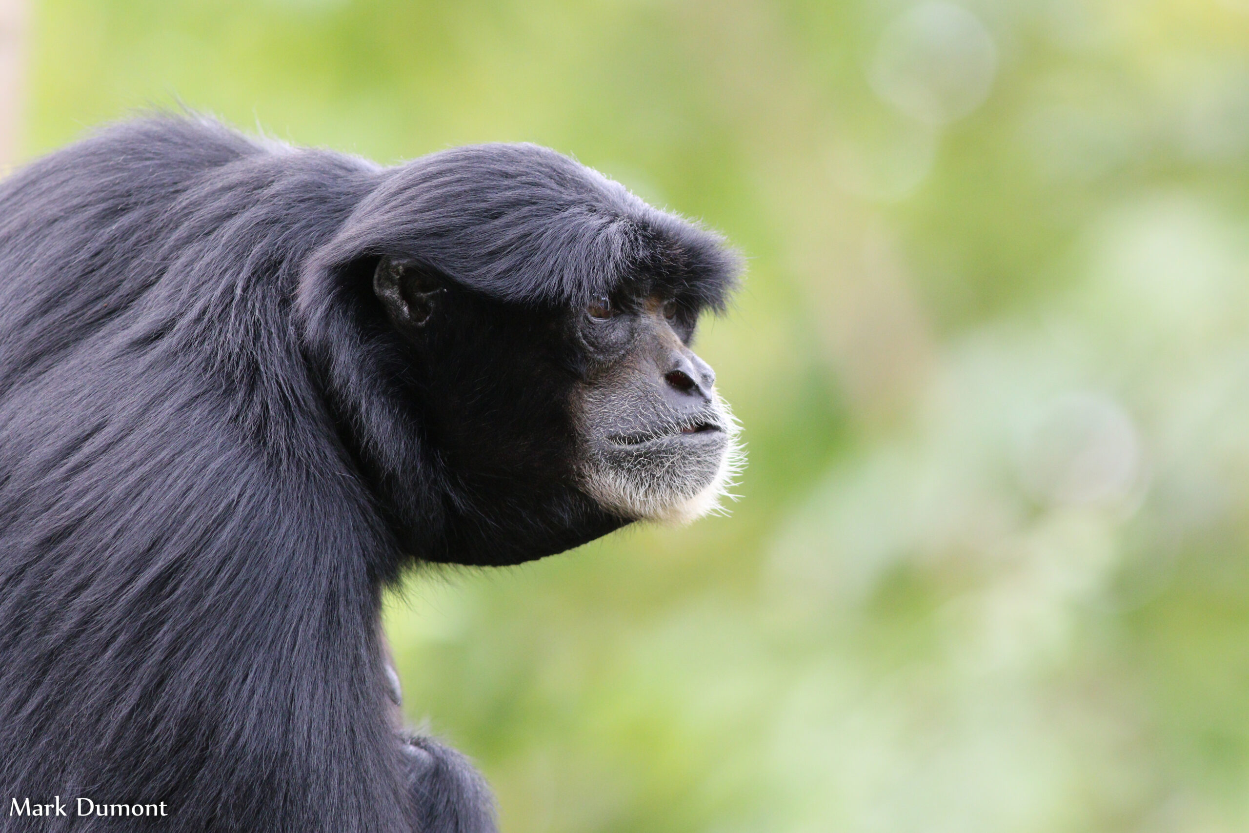 Side view of Siamang