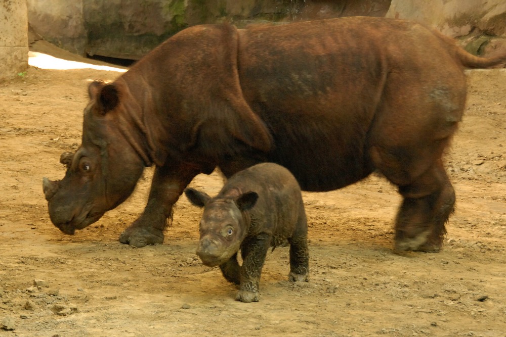 sumatran rhino