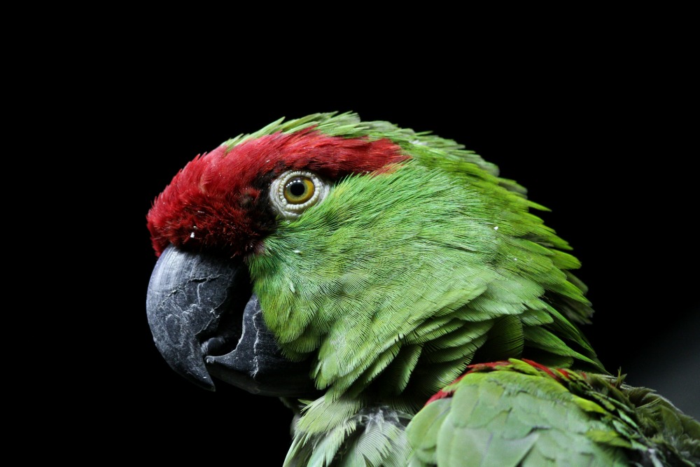 thick billed parrot profile