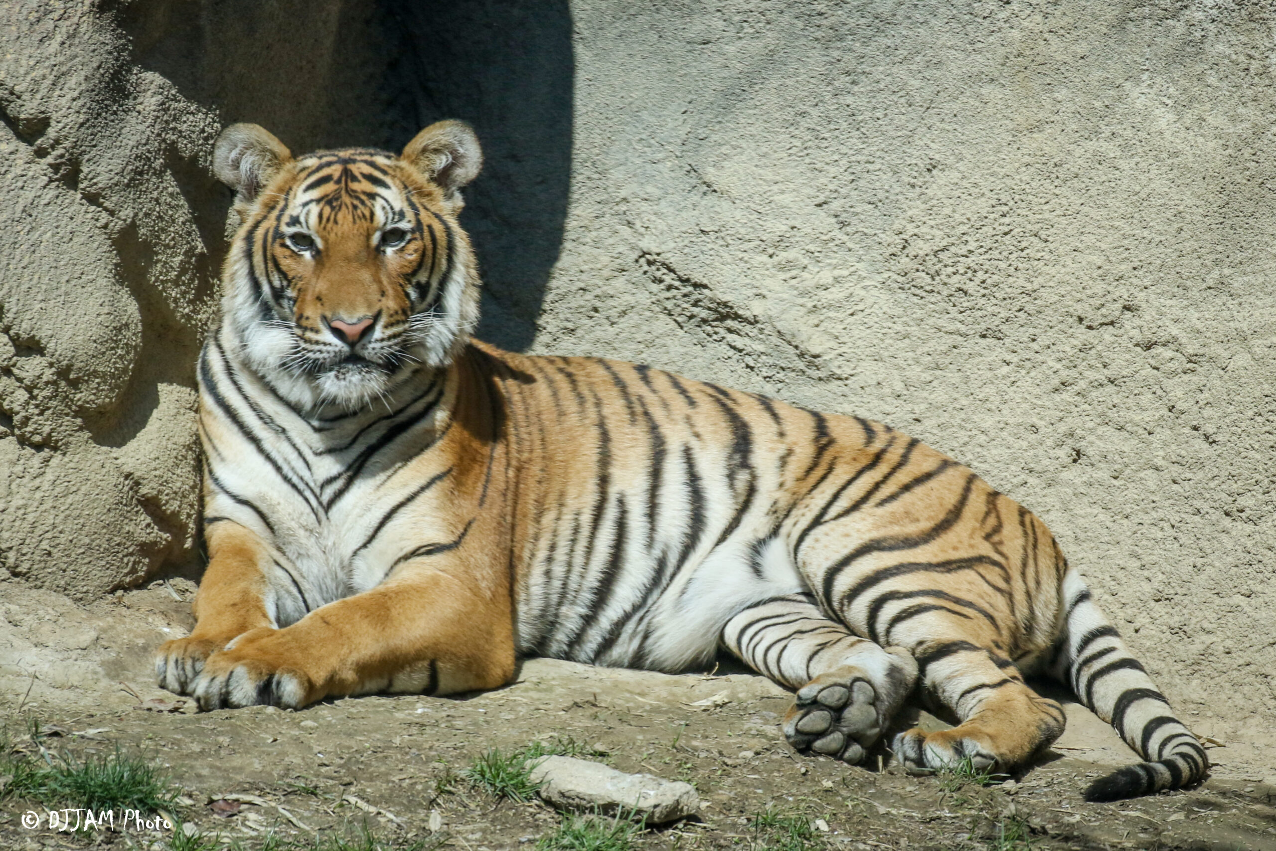 Side view of a tiger laying down