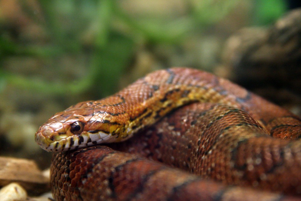 corn snake colorful snake
