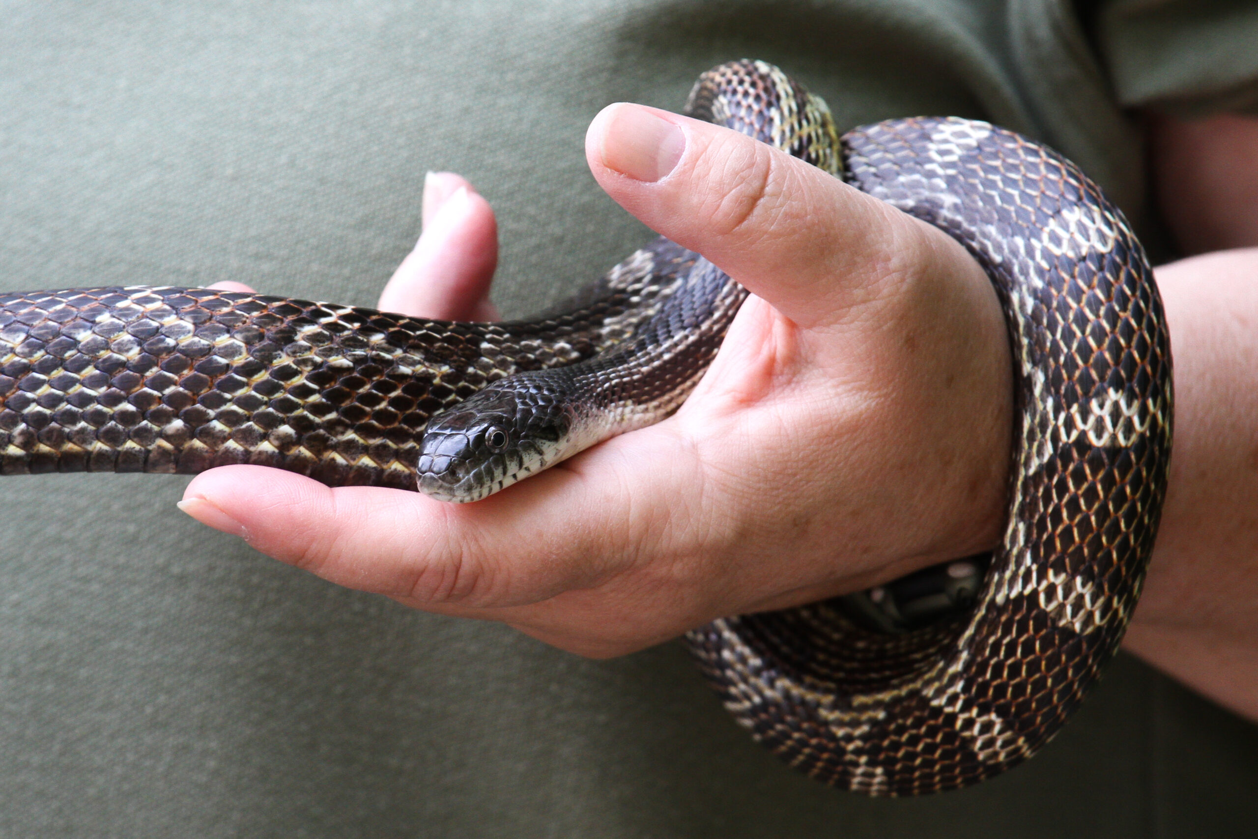 black rat snake on a human hand