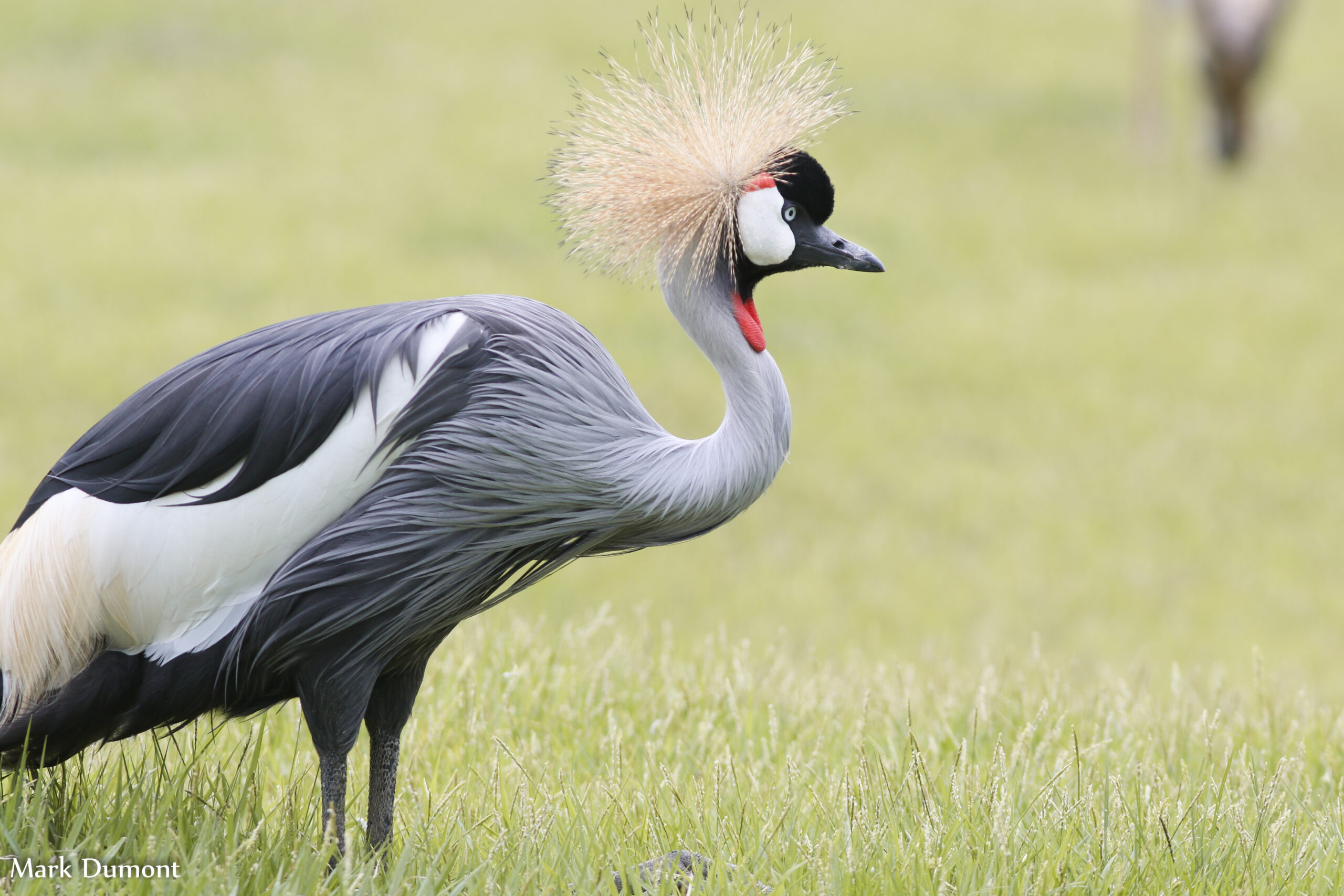 side view of an east african crowned crane