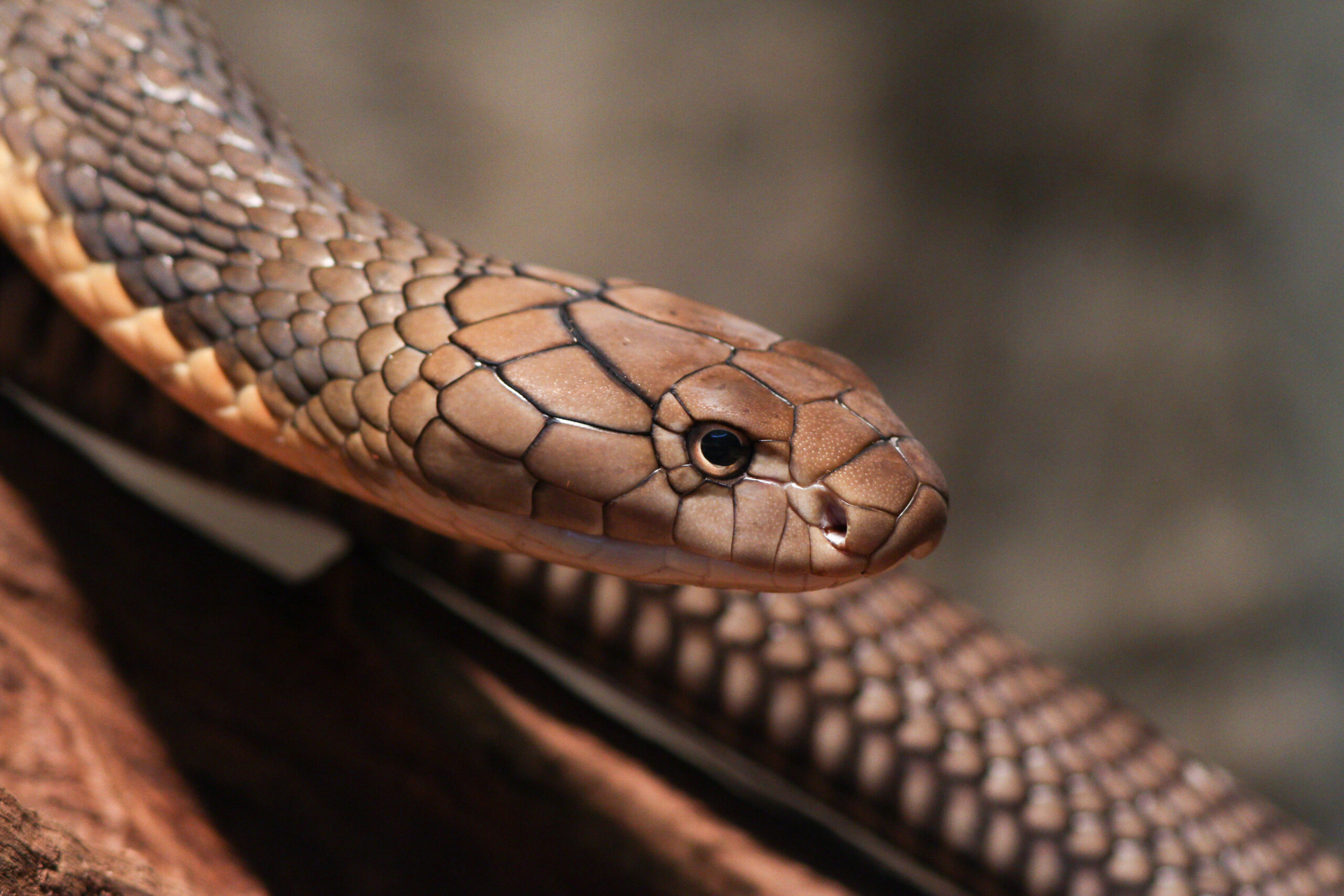 side view of a king cobra