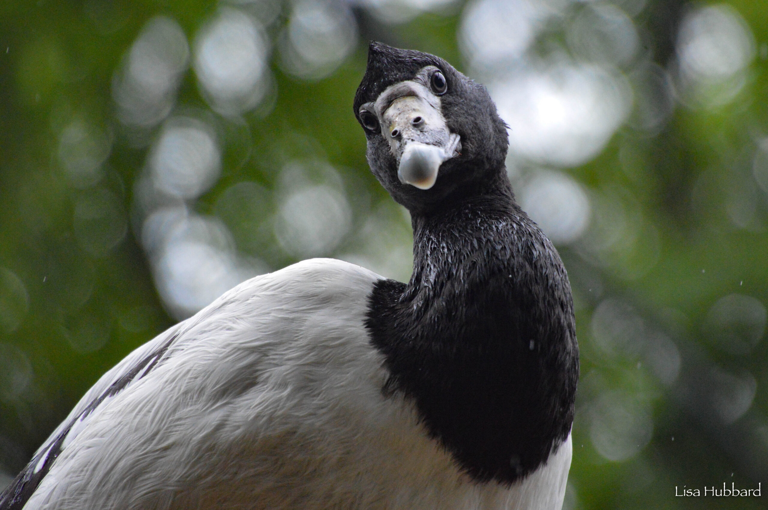 magpie goose head tilted