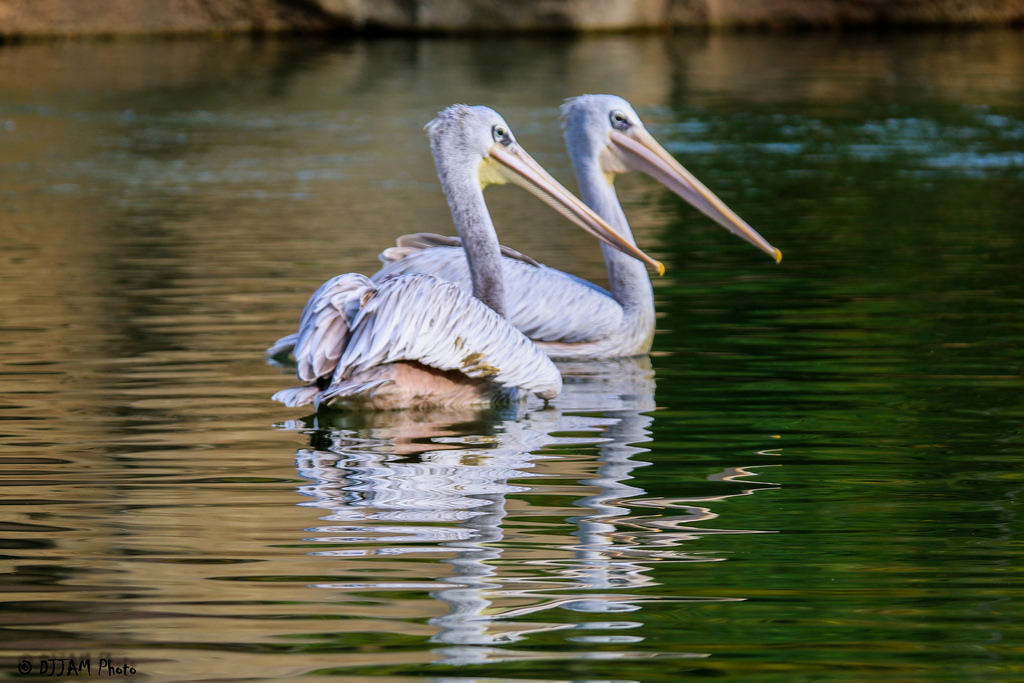 back view of two pelicans swimming