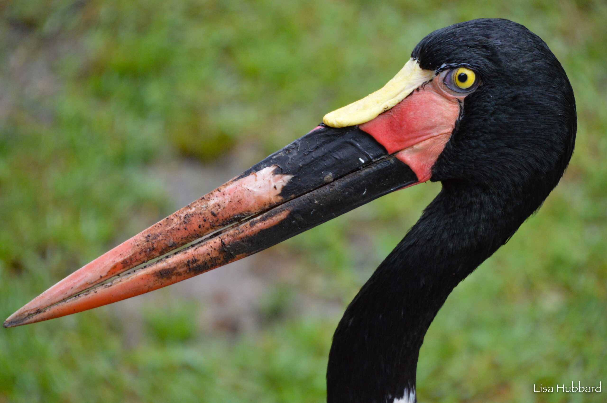 side view of a saddle bill stork