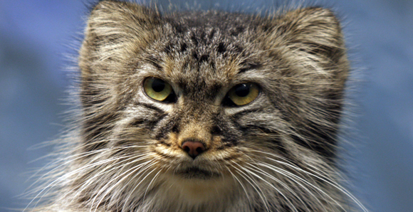 Pallas’ Cats Born from Artificial Insemination