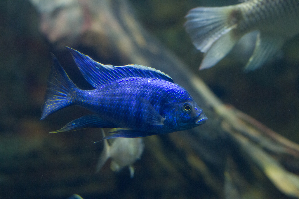 azureus cichlid fish swimming