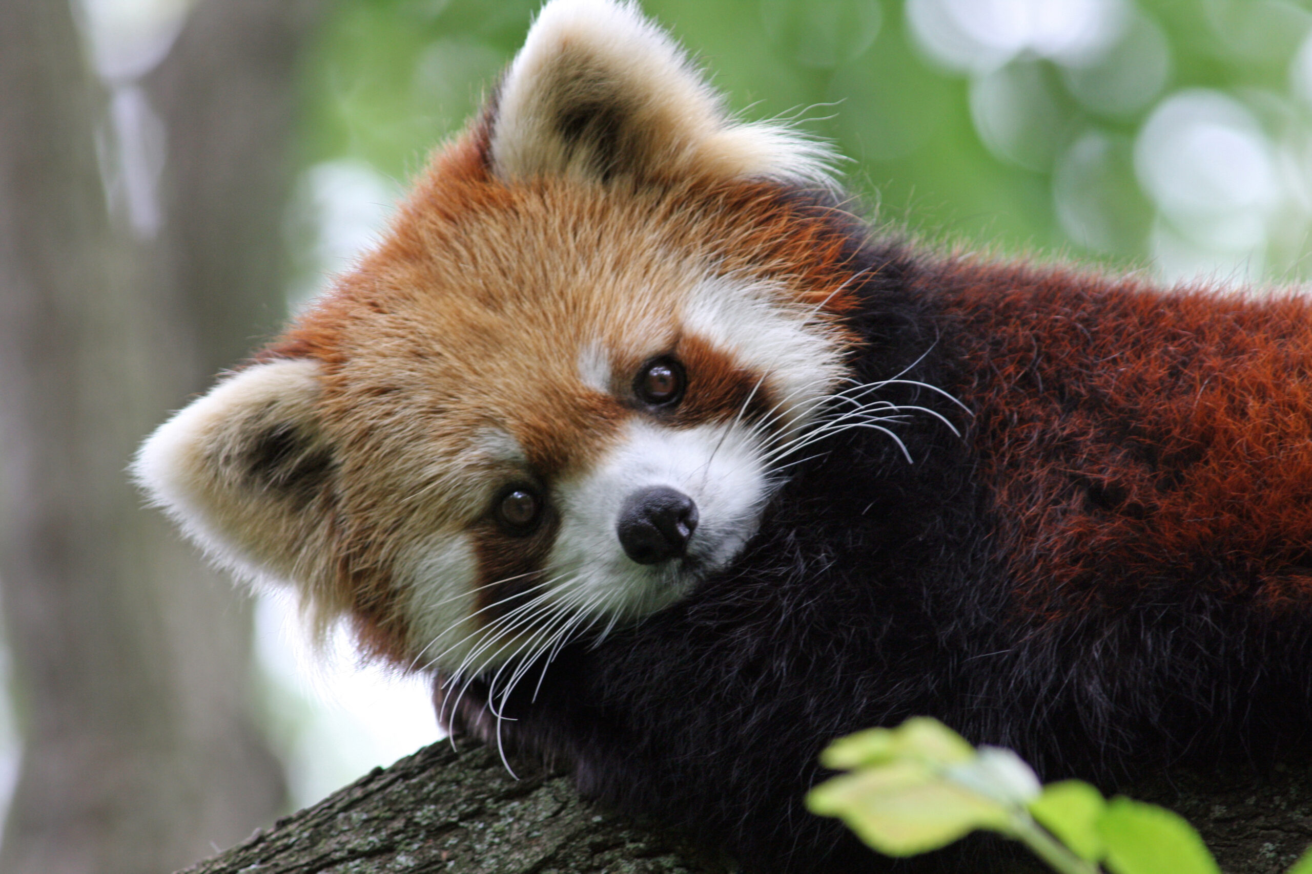 Red Panda - Cincinnati Zoo & Botanical Garden