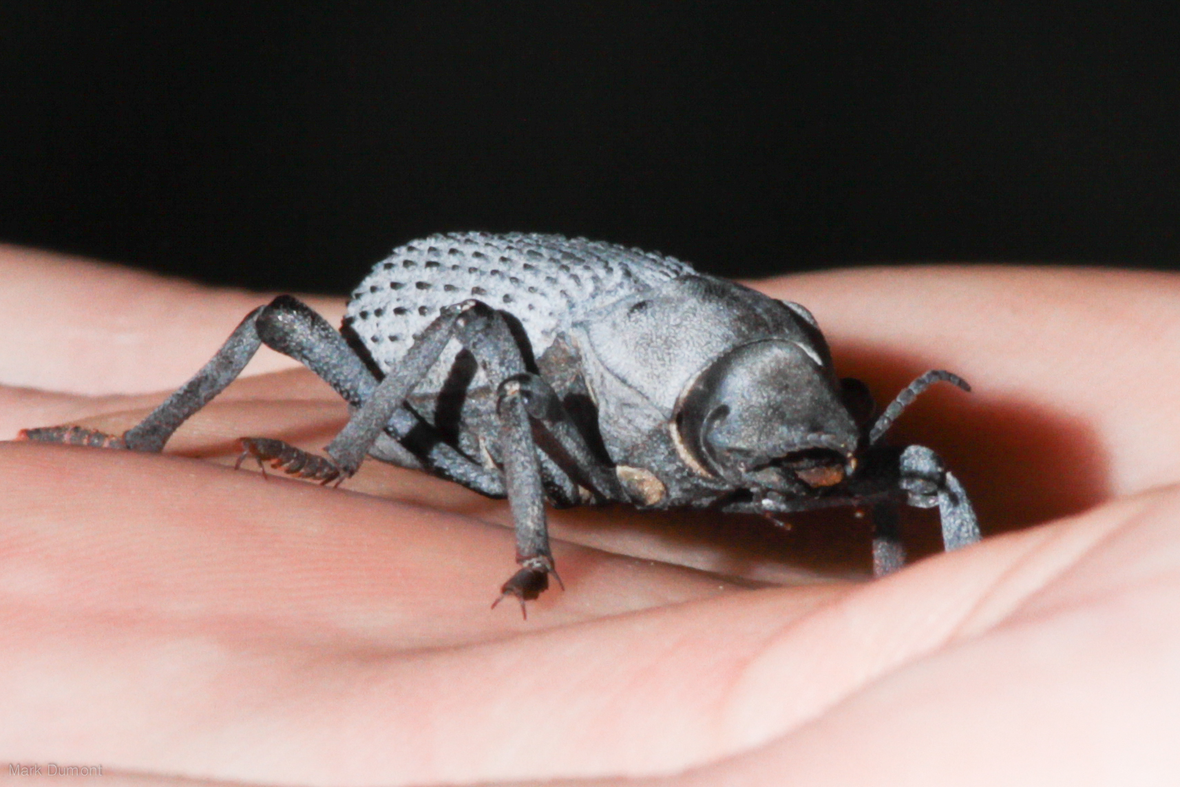 a keeper holding a blue death feigning beetle