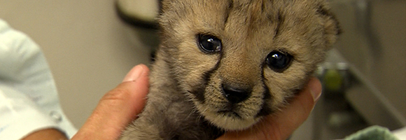 Baby Cheetah Spotted in the Cincinnati Zoo Nursery