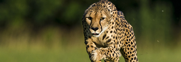 Cincinnati Zoo Cheetah Sets New World Speed Record