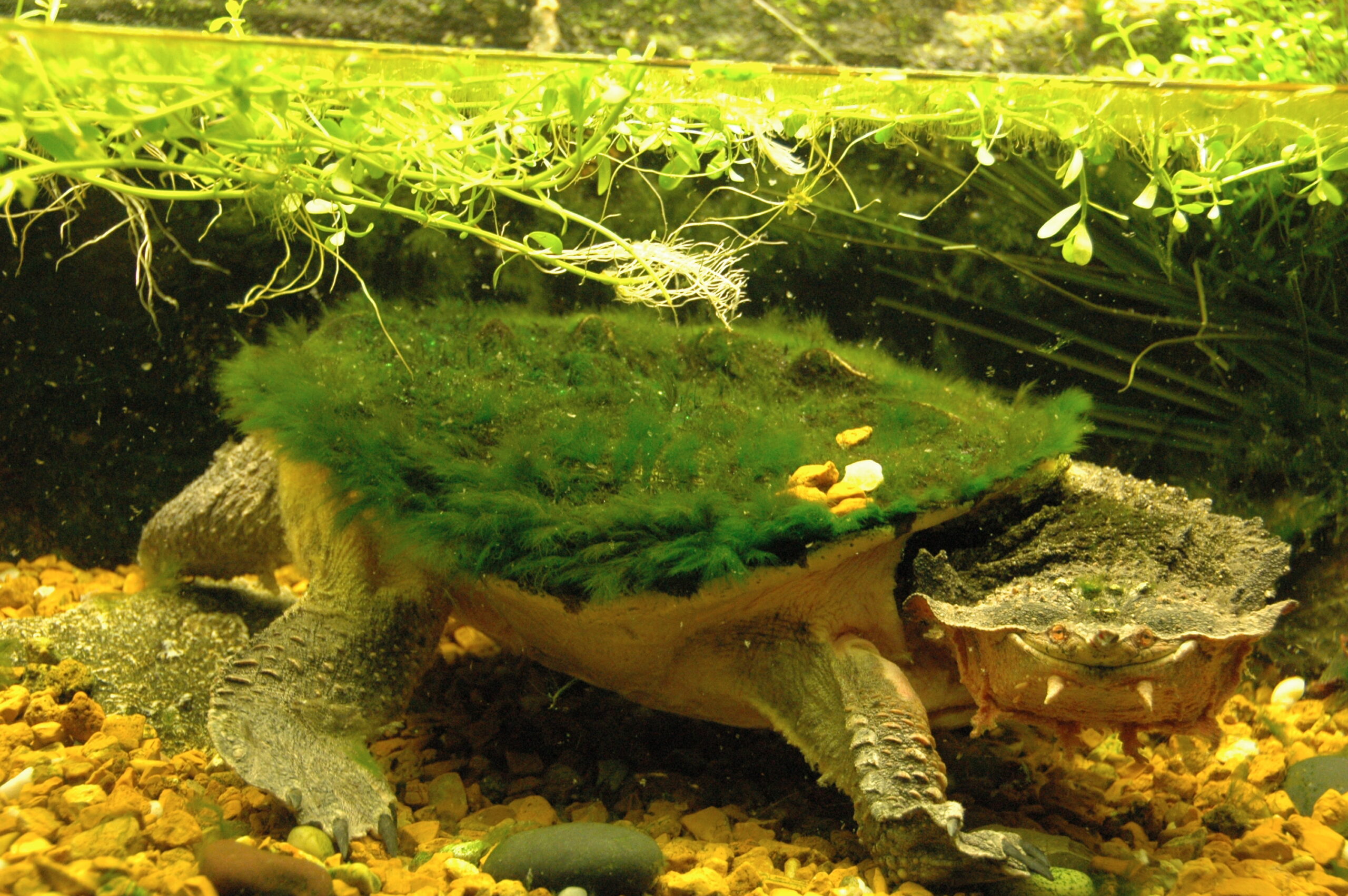 Side view of a Mata Mata Turtle