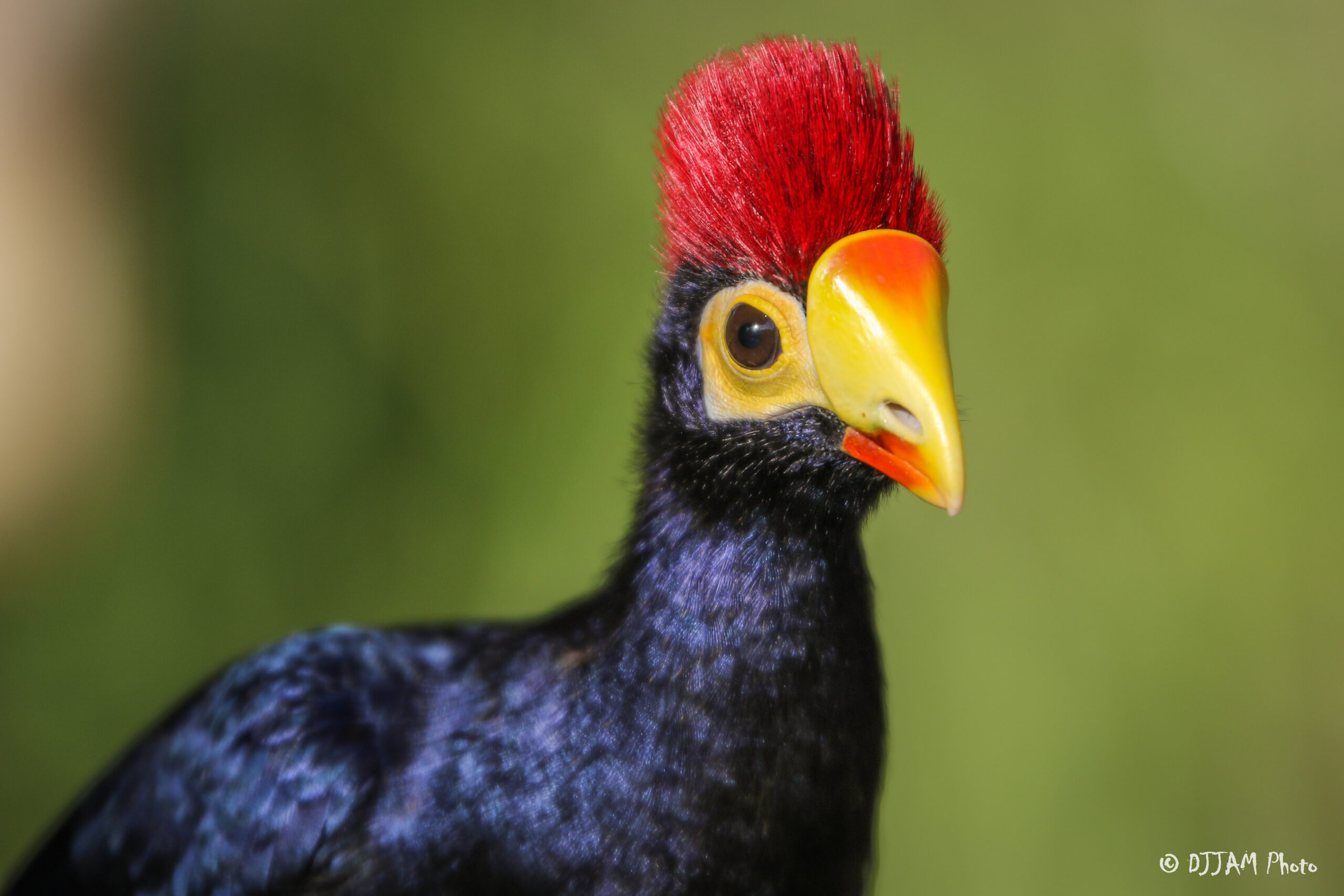 front view of a lady ross turaco