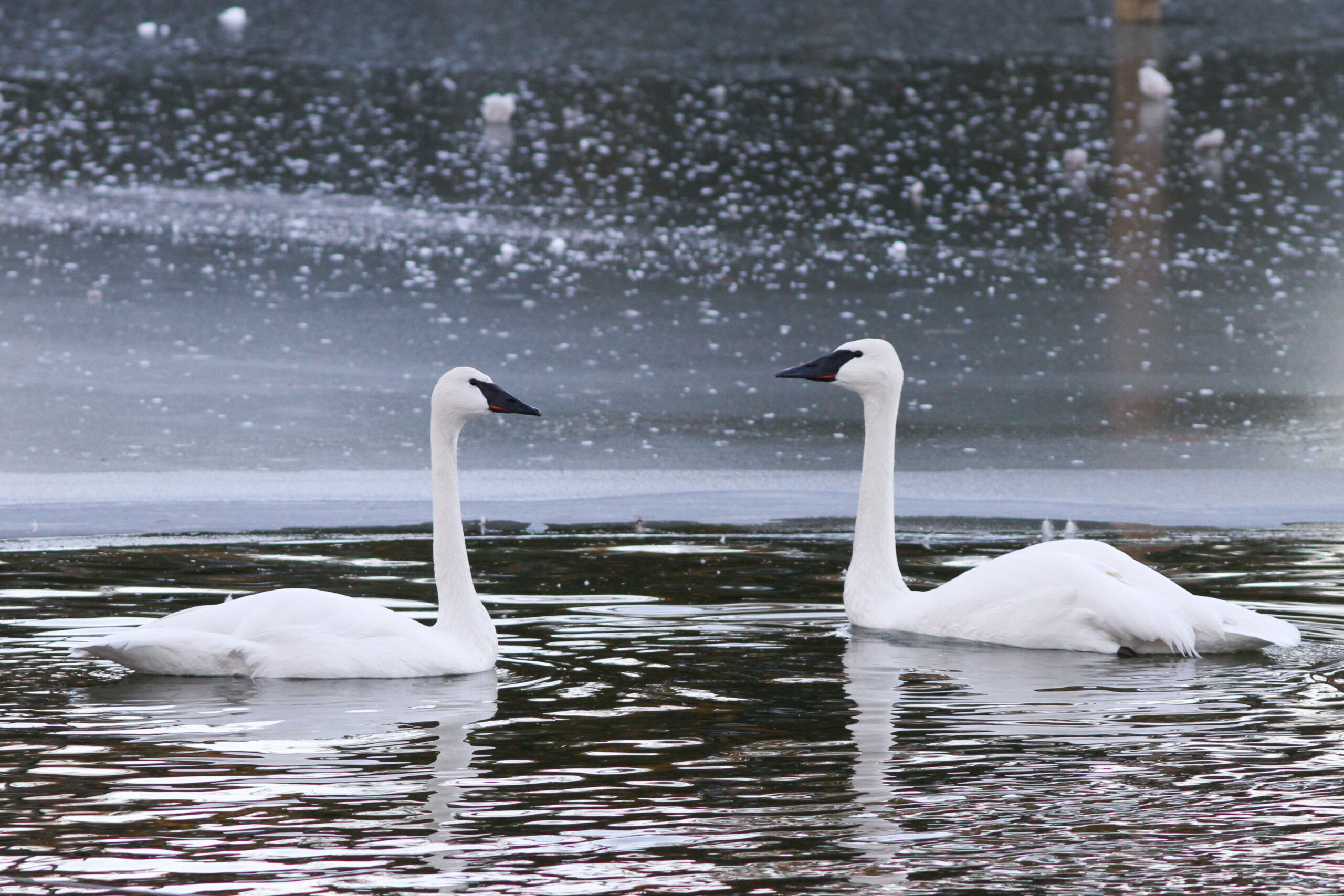 two trumpeter swans swimmming