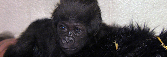 Local Company Outfits Zoo’s Gorilla Surrogate Moms