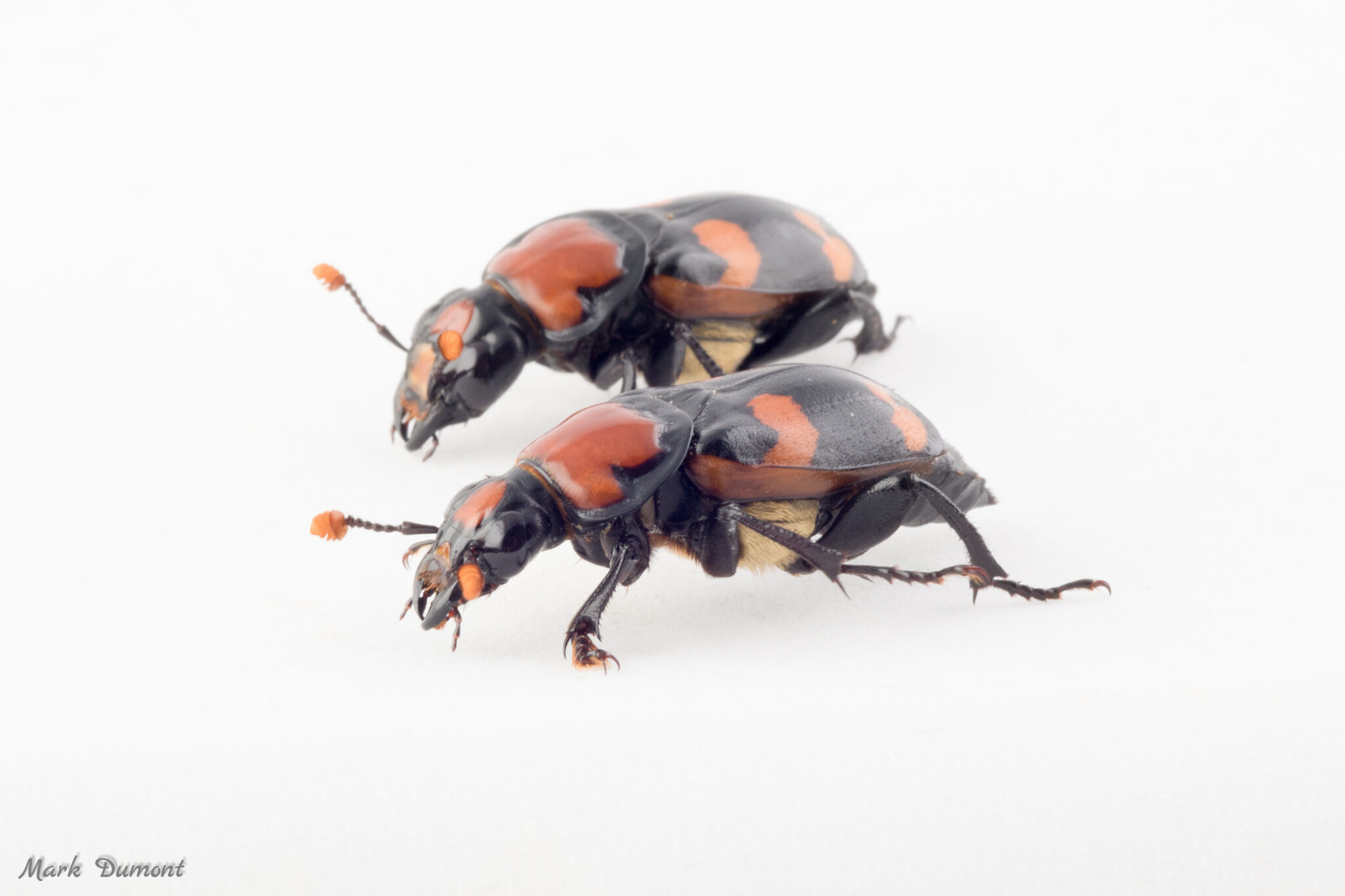 side view of two american burying beetle