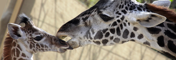 Cincinnati Zoo Giraffe Expecting Again!