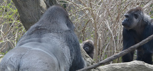 Cincinnati Zoo has big news about Gladys the Baby Gorilla!
