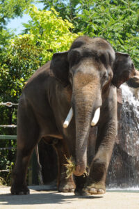Sabu, our male Asian elephant (Photo: David Jenike)